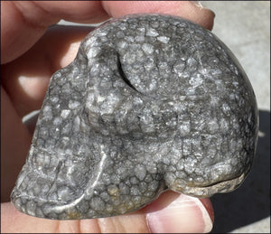 Fossilized Coral CRYSTAL SKULL - Dissipate negativity, Stimulate 3rd Eye