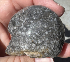 Fossilized Coral CRYSTAL SKULL - Dissipate negativity, Stimulate 3rd Eye
