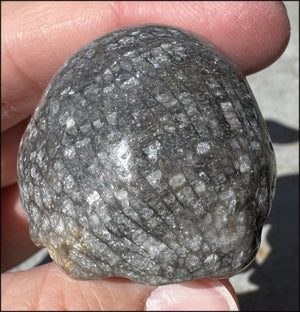 Fossilized Coral CRYSTAL SKULL - Dissipate negativity, Stimulate 3rd Eye