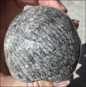 Lg. Fossilized Coral CRYSTAL SKULL - Dissipate negativity, Stimulate 3rd Eye