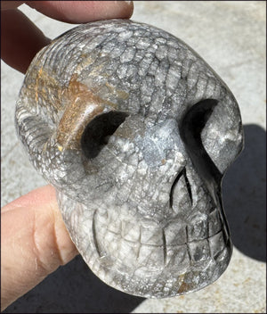 Lg. Fossilized Coral CRYSTAL SKULL - Dissipate negativity, Stimulate 3rd Eye