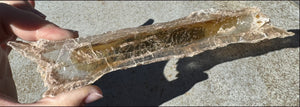 ~Unusual!~ 7.75" St. David Selenite Crystal Specimen from St. David, AZ