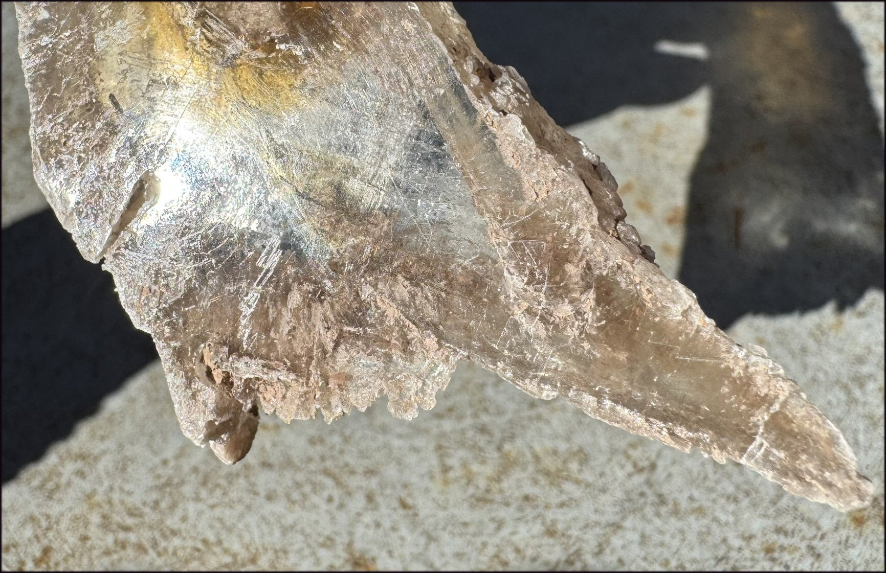 ~Unusual!~ 7.75" St. David Selenite Crystal Specimen from St. David, AZ