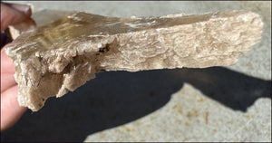 ~Unusual!~ 7.75" St. David Selenite Crystal Specimen from St. David, AZ
