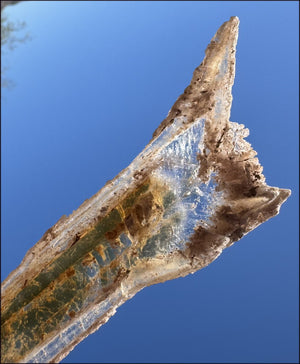 ~Unusual!~ 7.75" St. David Selenite Crystal Specimen from St. David, AZ