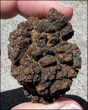 Fossilized Coprolite Specimen - Clear that which is no longer useful