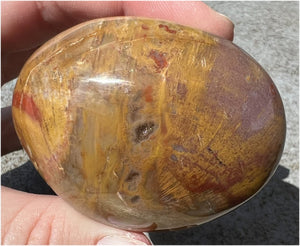 Madagascar RAINBOW Petrified Wood Crystal Palm Stone - Past Life Work