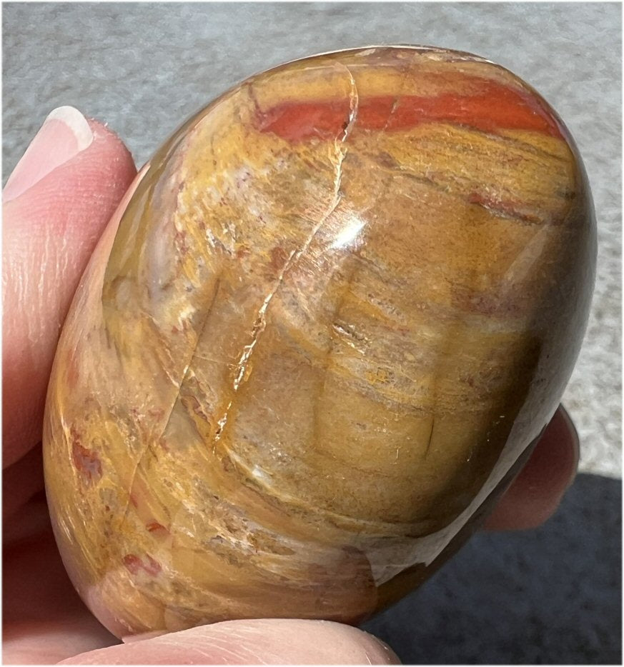 Madagascar RAINBOW Petrified Wood Crystal Palm Stone - Past Life Work