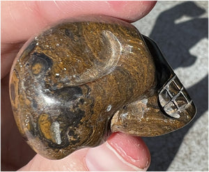 Stromatolite Fossil Stone CRYSTAL SKULL - Open to change, Root Chakra