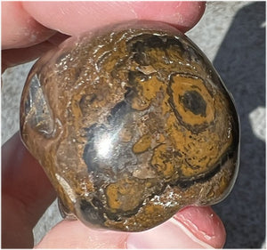 Stromatolite Fossil Stone CRYSTAL SKULL - Open to change, Root Chakra