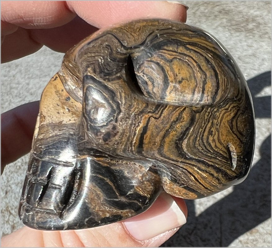 Stromatolite Fossil Stone CRYSTAL SKULL - Open to change, Root Chakra