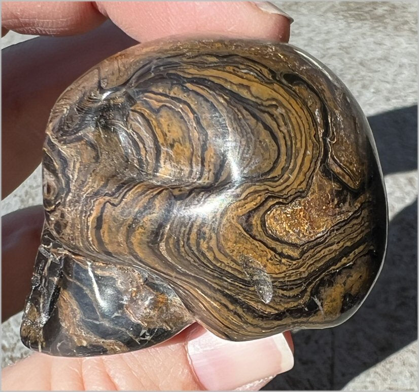 Stromatolite Fossil Stone CRYSTAL SKULL - Open to change, Root Chakra