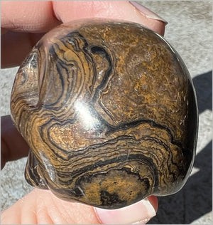 Stromatolite Fossil Stone CRYSTAL SKULL - Open to change, Root Chakra