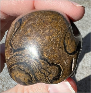 Stromatolite Fossil Stone CRYSTAL SKULL - Open to change, Root Chakra