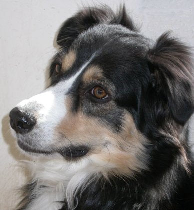 CANINE Report - All About YOUR Special DOG! - via email