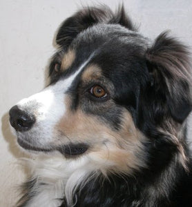 CANINE Report - All About YOUR Special DOG! - via email